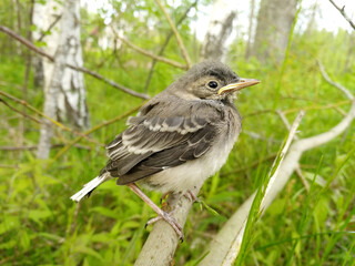Chick of the white wagtail (Motacilla alba) on human's hand on green background of meadows.
