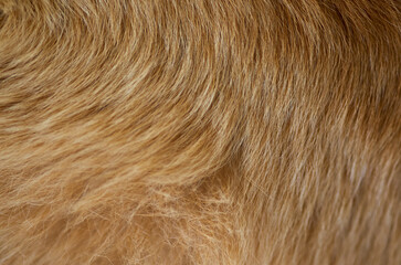 Background, of the brown hair of golden retriever