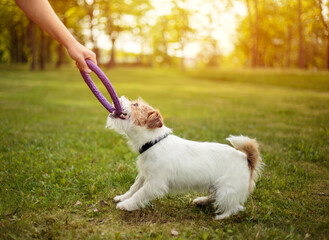 jack russel play with ring puller