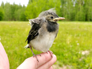 Chick of the white wagtail (Motacilla alba) on human's hand on green background of meadows.