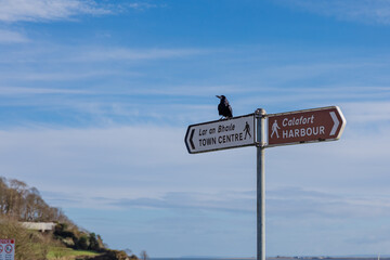 Raven sits on a sign