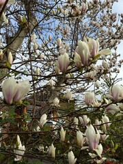 magnolia tree blossom