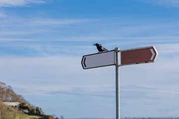 Raven sits on a sign
