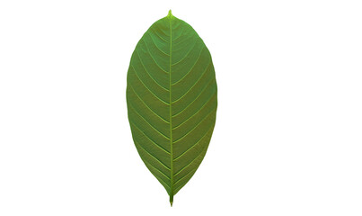 Green leave on a white background.
Kratom leave on a white background. 