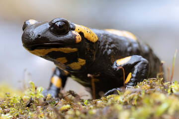 colorful salamander in natural habitat