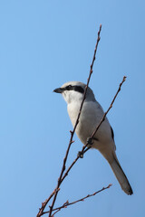 great grey shrike on a twig - 763230395