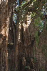 The Giant and Widest Tree in the World - El Tule, Santa Maria Del Tule, Oaxaca, Mexico