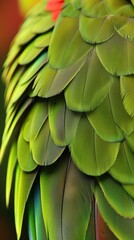 Fototapeta premium Close-up of parrot feathers
