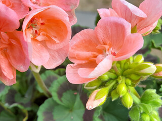 Geranienbl&uuml;te rosa, Pelargonie