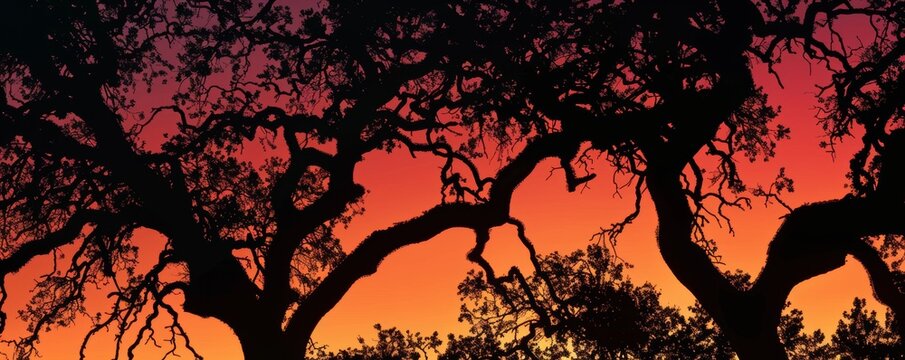 Silhouettes of twisted oak trees against a vibrant sunset sky