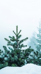 Pine tree with fresh snow