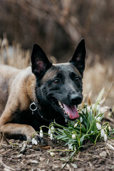 A malinois dog in nature in snowdrops
