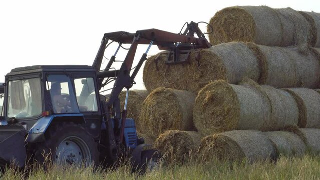 The tractor uses a hydraulic manipulator to stack round bales of hay in pyramids for storage and drying. Machinery works in the field during harvesting.