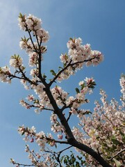 white tree branches with a little bit of pink flowers againts the blue sky