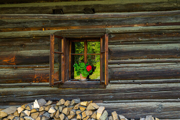Window in an old log house with a red rose in a pot