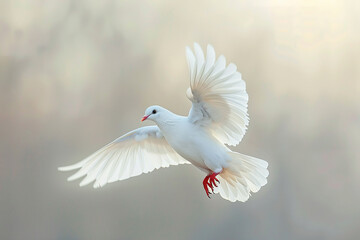 Obraz premium close up horizontal image of a white dove flying, blurred background, copy space