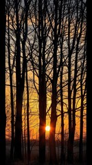 Sunset through the silhouetted forest
