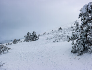 Fototapeta na wymiar snowy landscapes of Puerto de Navacerrada in the Sierra de Guadarrama in Madrid in the month of March 2024
