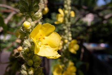 Yellow Denseflower mullein flower (verbascum densiflorum) in summer