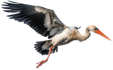 Fototapeta premium Stork in flight with transparent background