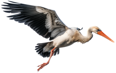 Stork in flight with transparent background