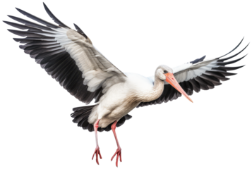 Stork in flight with transparent background