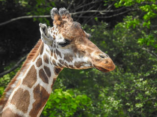 こんな首の長い動物はほかにいません。