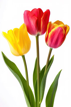 tulips on isolated white background -