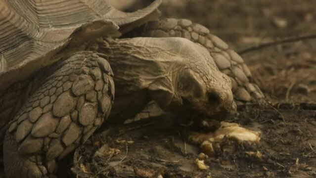 Galapagos tortoise complex is a species complex of 15 very large tortoise species in the genus Chelonoidis (which also contains three other species from mainland South America).