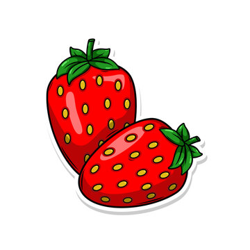 hand draw strawberry fruit illustration art