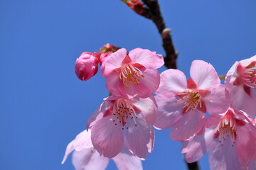 陽光の花と蕾　（高知県　佐川町　牧野公園）