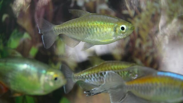 Lemon tetra (Hyphessobrycon pulchripinnis) is tropical freshwater fish which originates from South America, belonging to family Characidae.