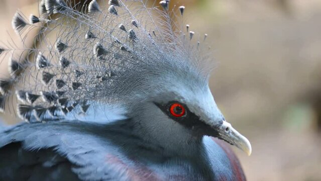 crowned pigeons in garden