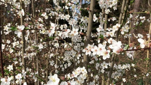 Close-up of blossoms on a tree during springtime