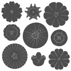 Set of black and white images with pumpkins of different types and shapes. Isolated vector objects on white background. - 763242720