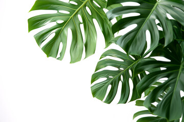 Fototapeta na wymiar Minimalist composition of palm leaves on a white background.