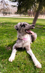 border collie puppy