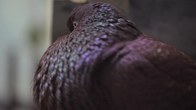 Pouter Pigeons (Columba livia)