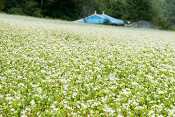 View of the white buckwheat flower field