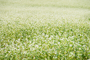 Fototapeta premium View of the white buckwheat flower field