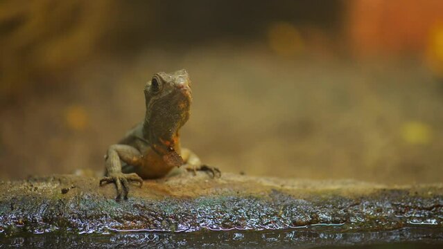 common basilisk (Basiliscus basiliscus)