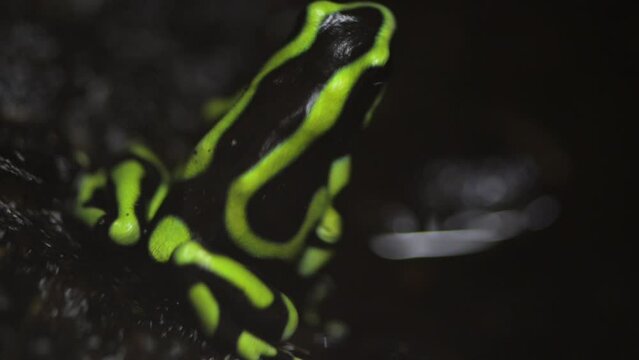 Ameerega is a genus of poison dart frogs