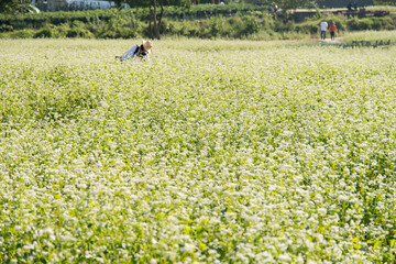 View of the white buckwheat flower field
