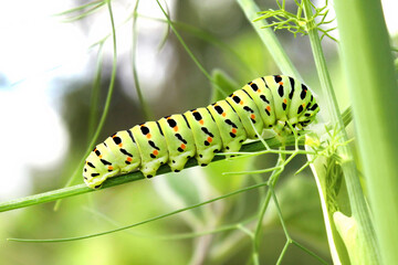 Caterpillar of The Old world swallowtail (Papilio machaon) crawling and feeding on stem of a...