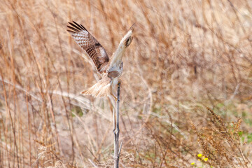 枝に飛びつく美しいノスリ（タカ科）。

日本国群馬県、利根川河川敷にて。
2024年3月17日撮影。

A beautiful Eastern Buzzard (Buteo japonicus, family comprising hawks) jump at the branch.

At Tonegawa riverbed, Gunma, Japan,
photo by March 17, 2