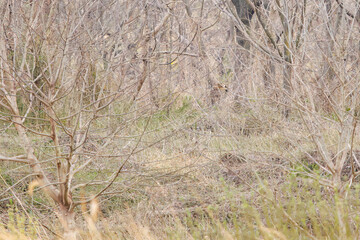 Fototapeta premium 狩りのために飛翔する美しいコミミズク（フクロウ科）。日本国埼玉県、荒川河川敷にて。 2024年3月17日撮影。Beautiful Short-eard Owl (Asio flammeus, family comprising owls) in flight to hunt.At Arakawa riverbed, Saitama pref, Japan, photo by March