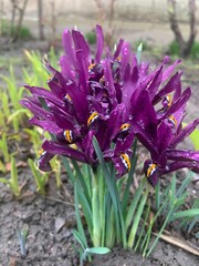 purple crocus flowers, iris flower 