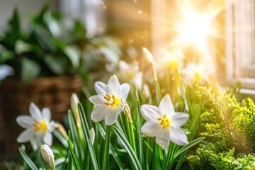Blooming daffodils in sunlight, perfect for a garden magazine feature or symbolizing the onset of spring in visual media. - obrazy, fototapety, plakaty