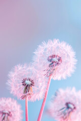 Isolated dandelion