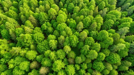 top-view-of-a-young-green-forest-in-spring-or-summ
